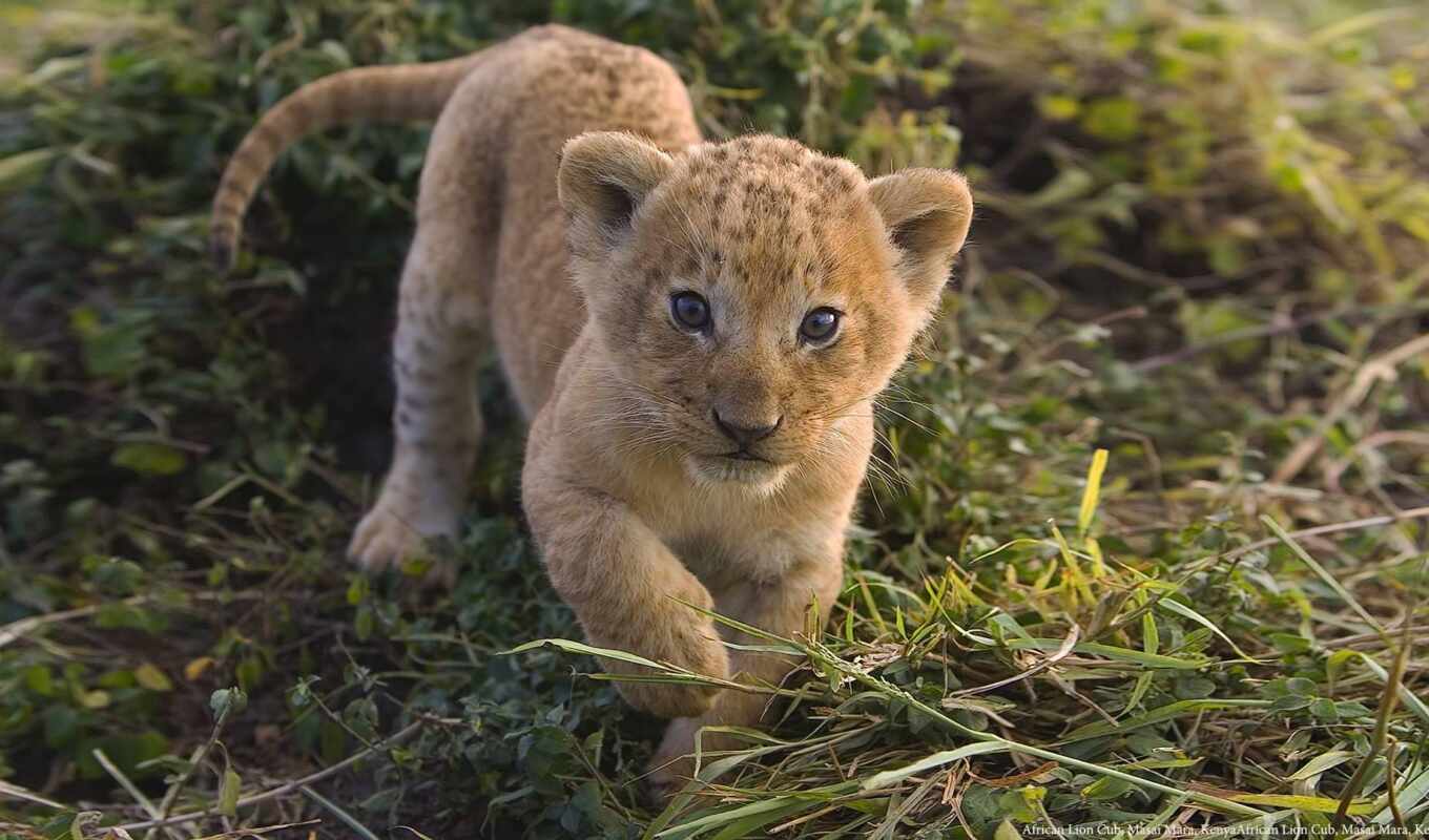lion, cute, львица