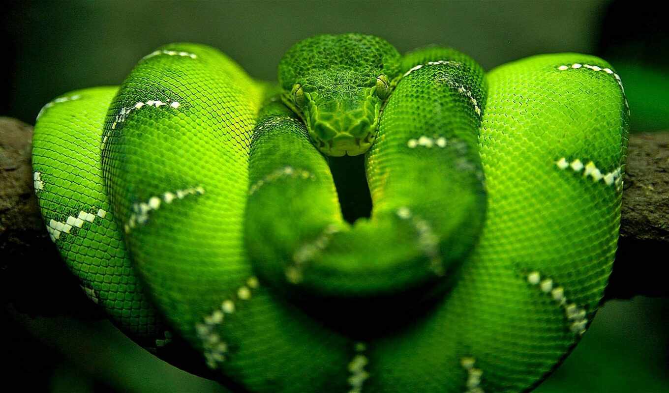picture, snake, green