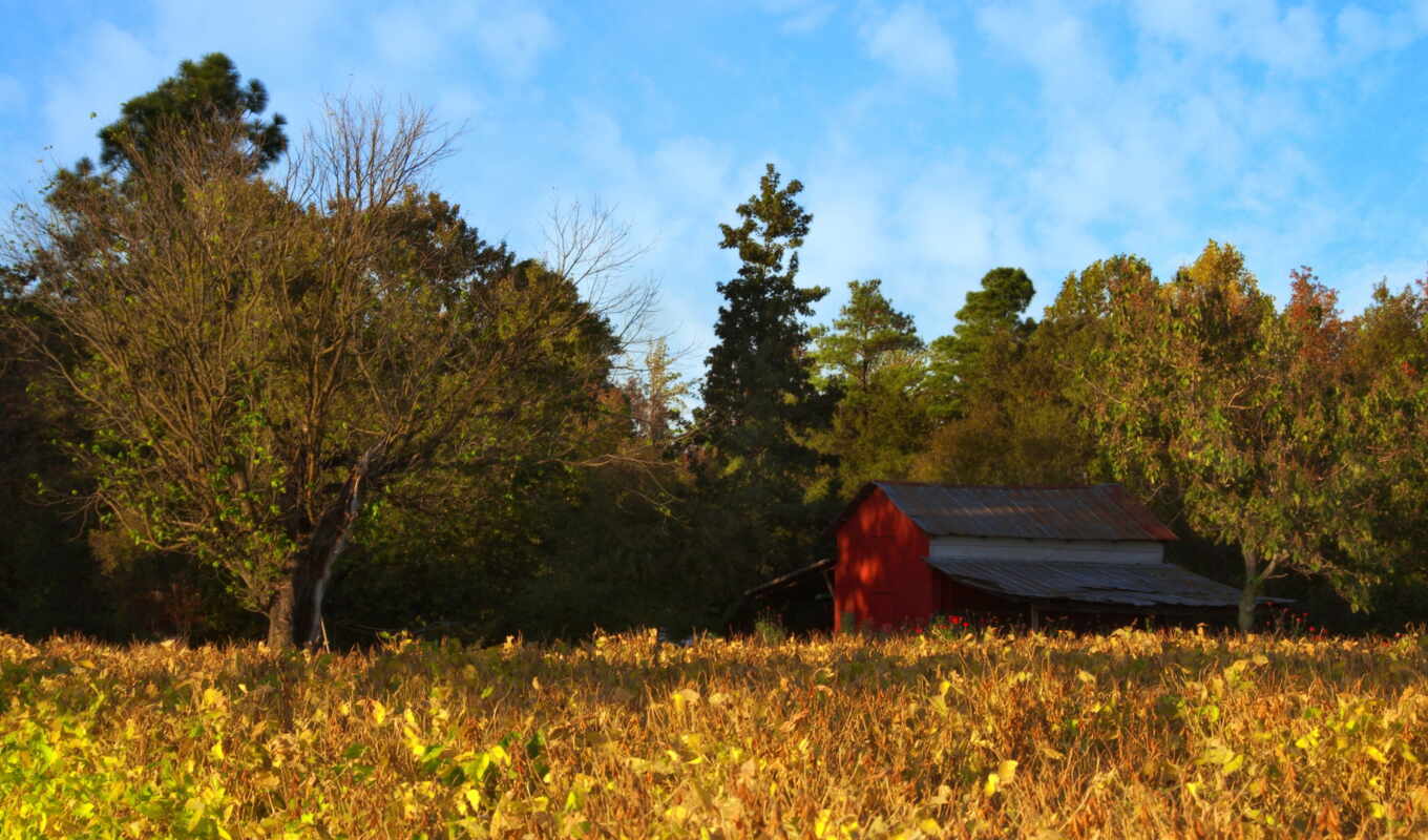 house, tree, forest, dog, autumn