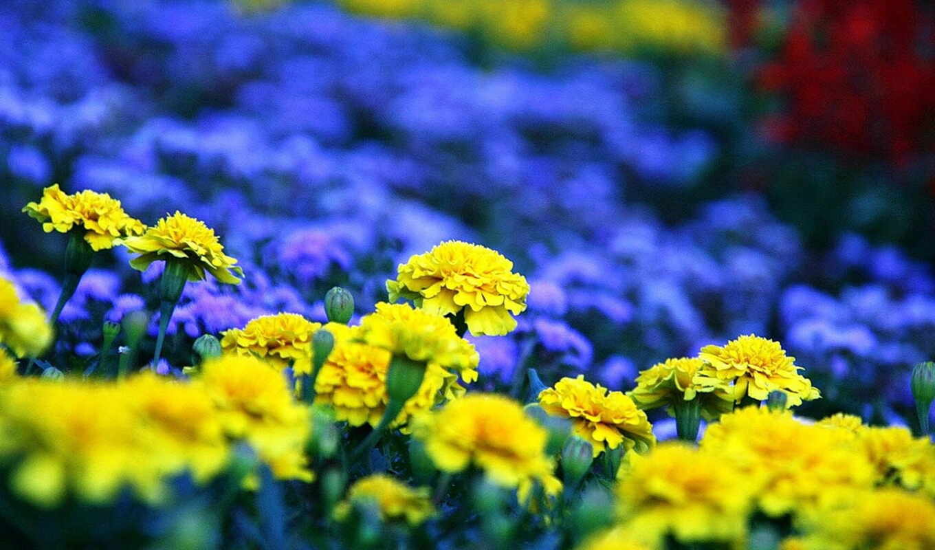 цветы, синие, клумба