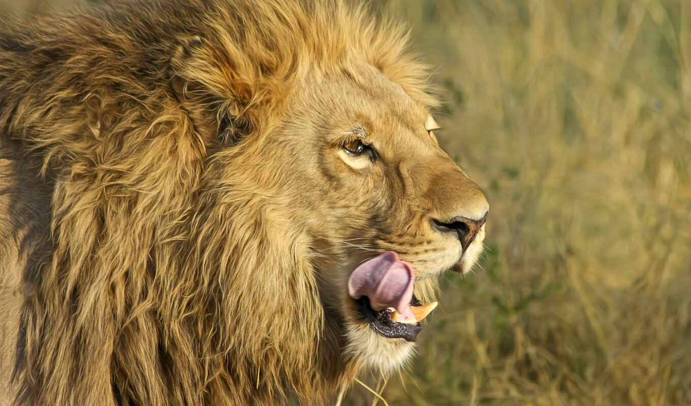 lion, животные, world, animals, африка