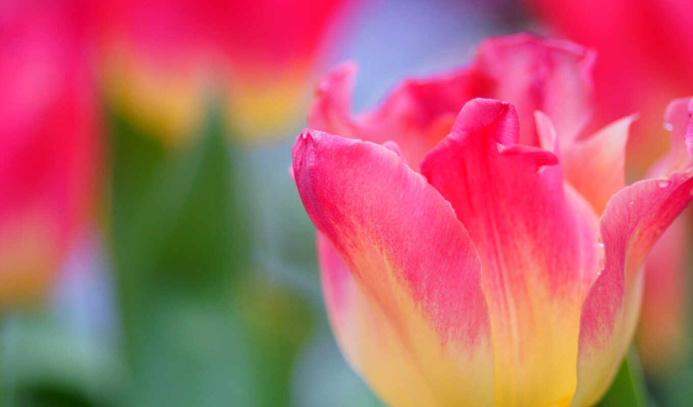 flowers, flowers, pink, yellow, tulips, tulip, cvety, love, aforism
