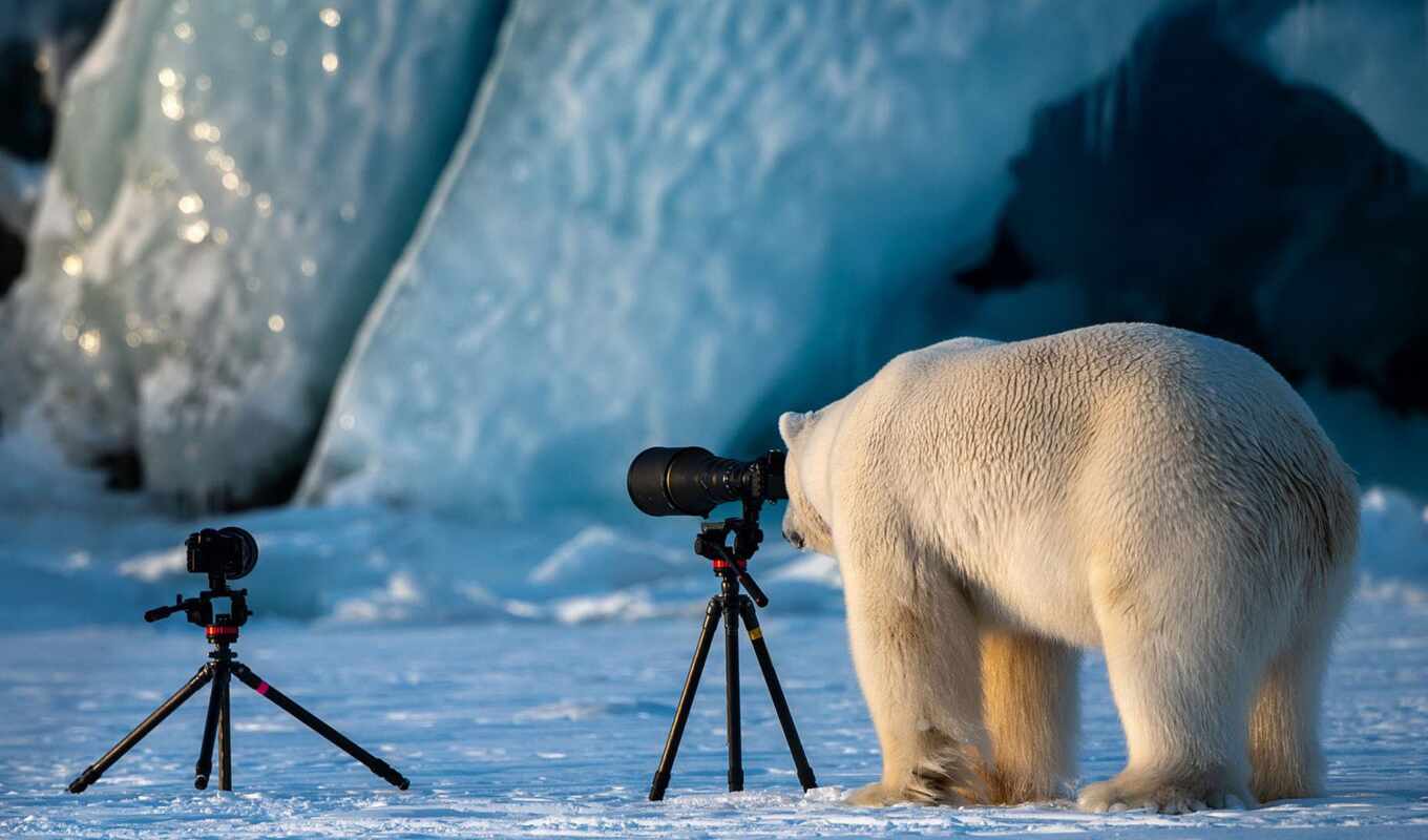 фото, фотоаппарат, животные, wild, медведь, funny, contest, polar, комедия, award, самый