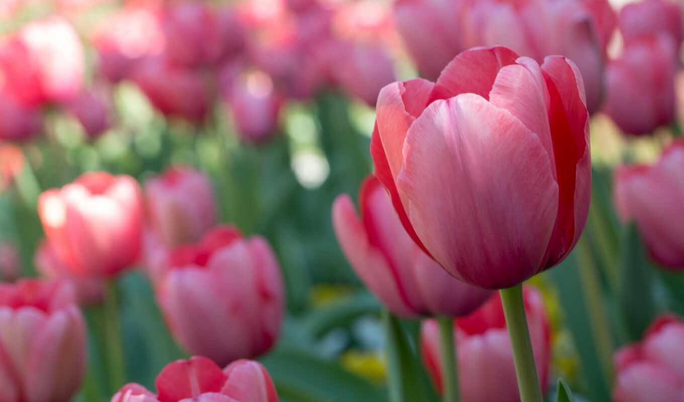 цветы, розовый, тюльпан