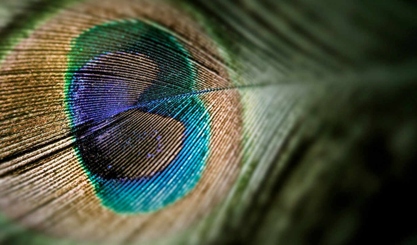 macro, peacock, but, feathers