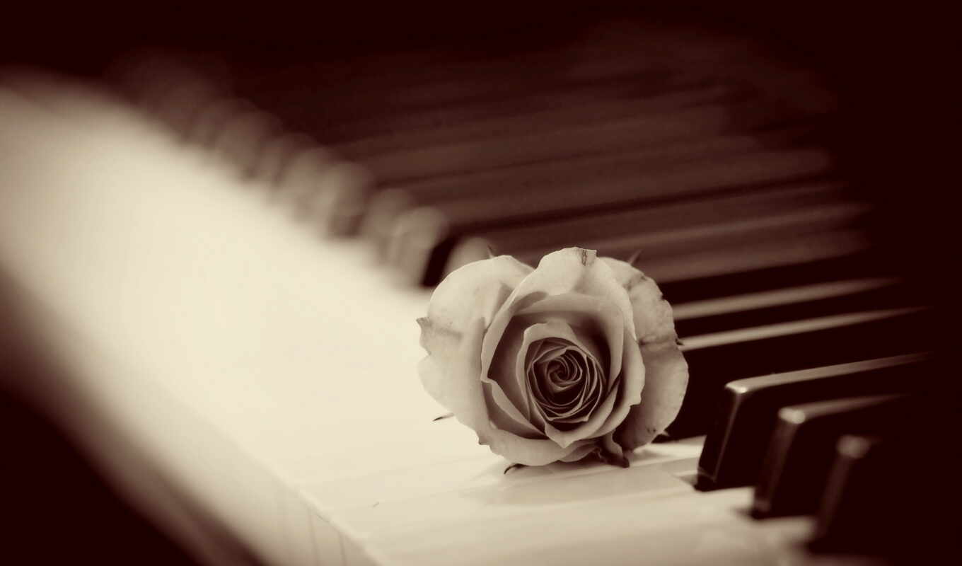 rose, wall, alex, piano