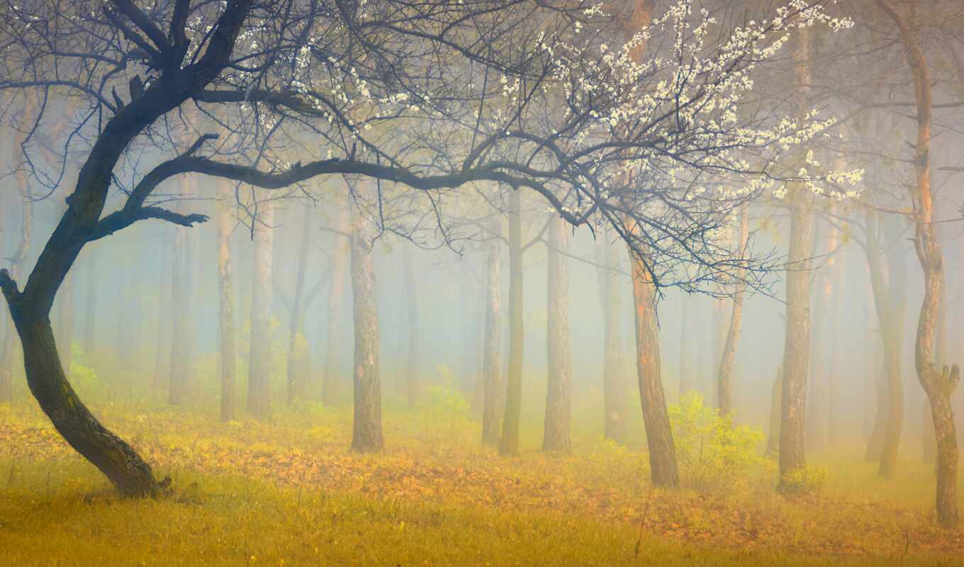 дерево, осень, туман