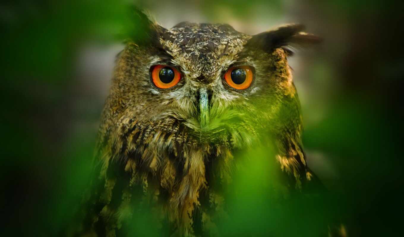 view, page, online, light, owl, bird, foliage, of the, the most, blurring, unexplained