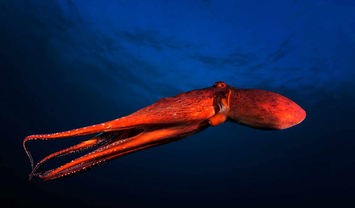 marine, the octopus
