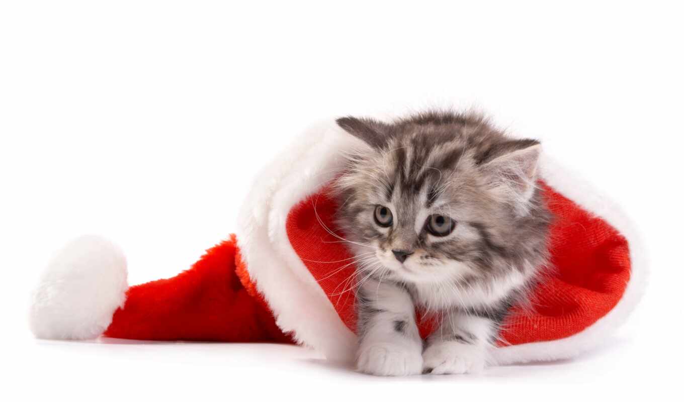 милая, kot, новогоднии, красивый, поделиться, кошка, животное, bakenbarda, deka, pozvonochnyi