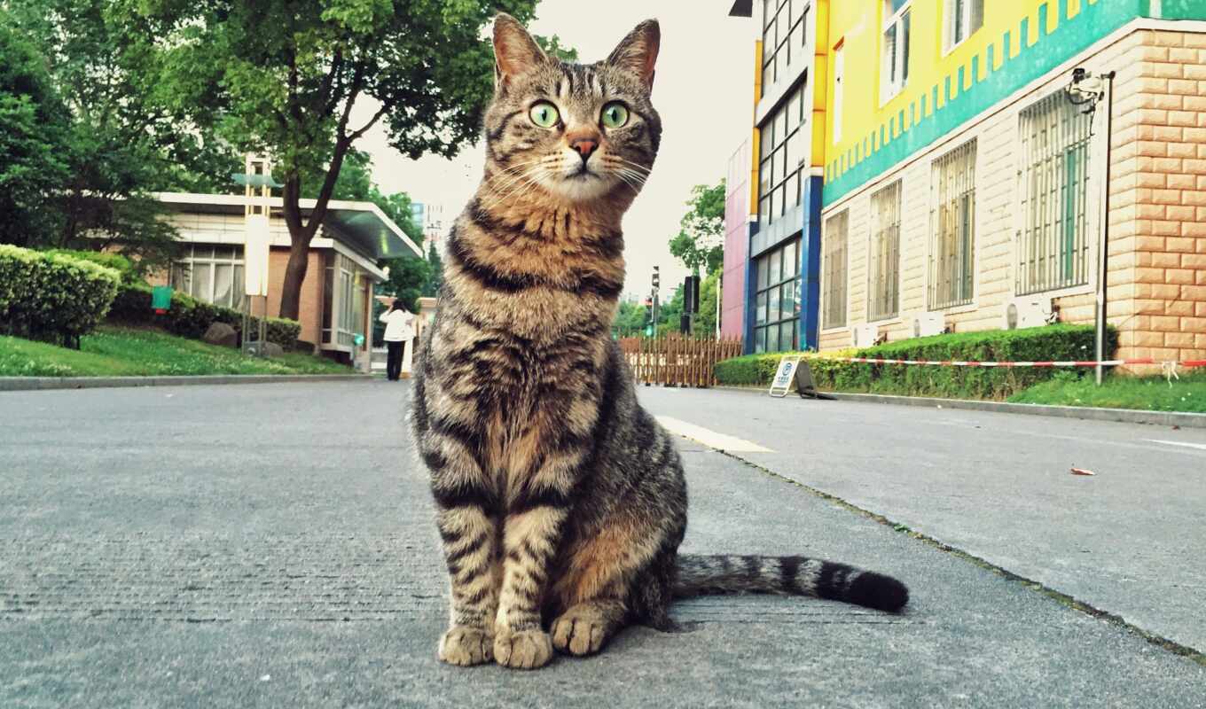 street, cat, funart