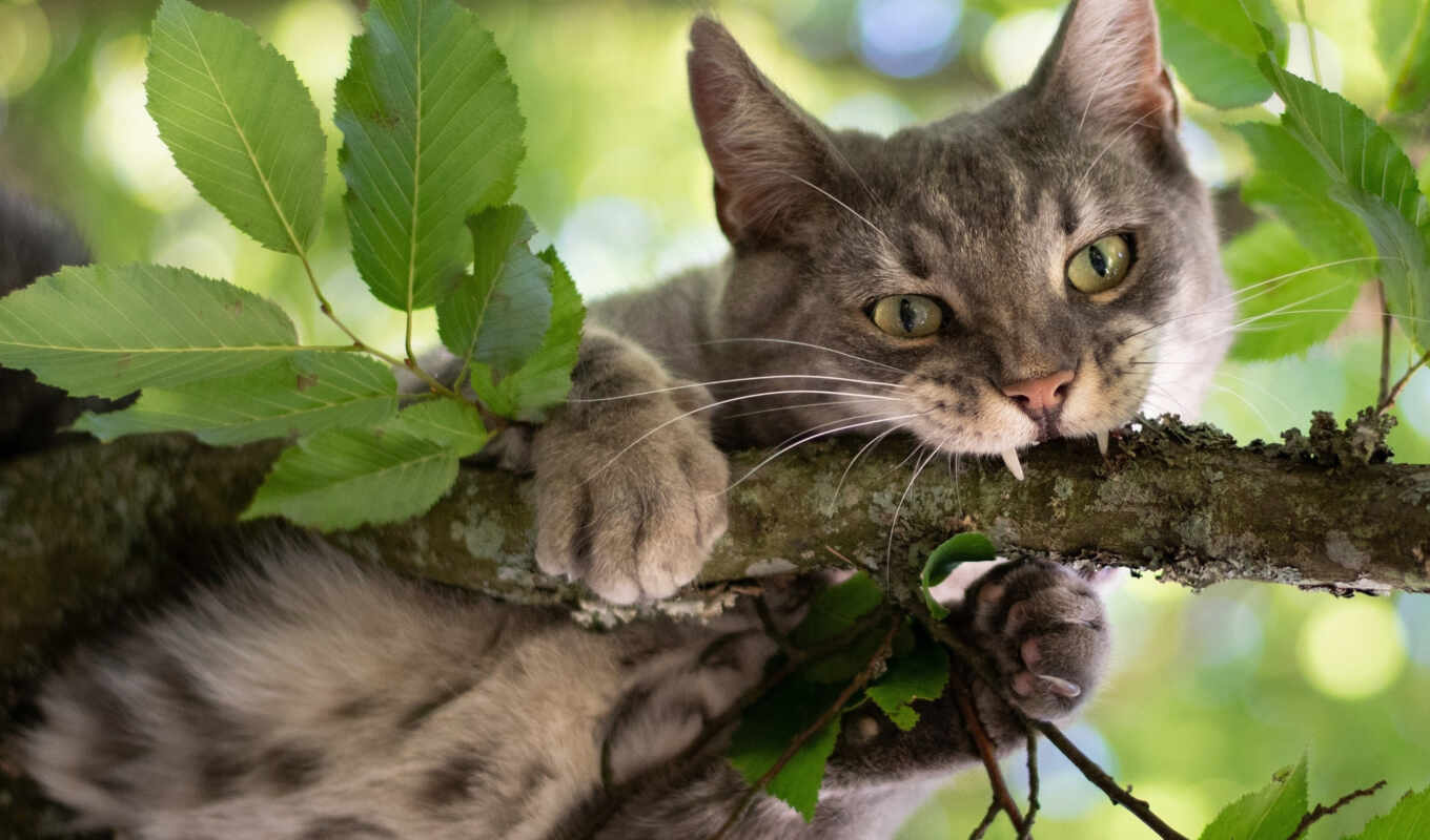 view, cat, branch
