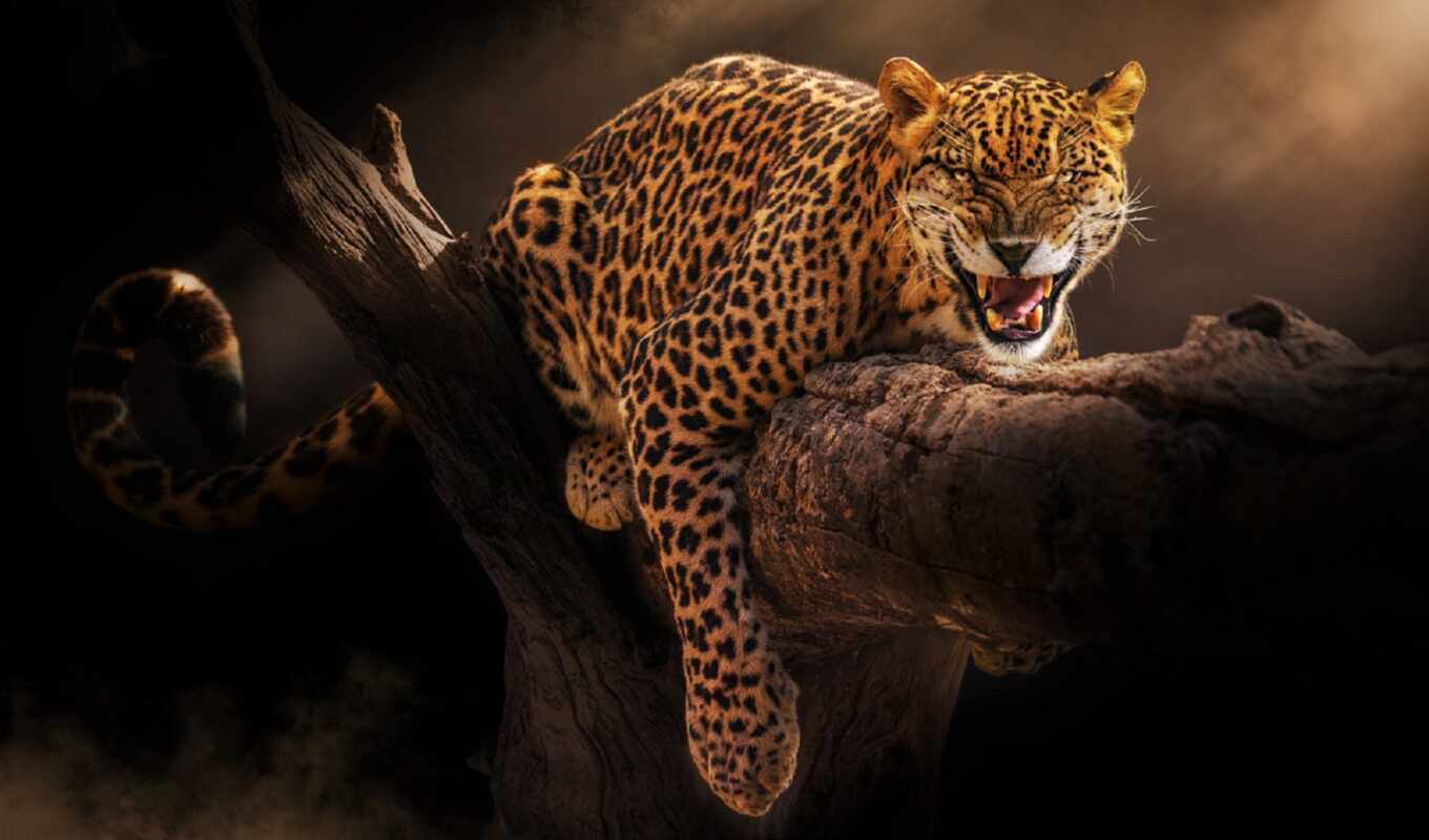 jaguar, angry