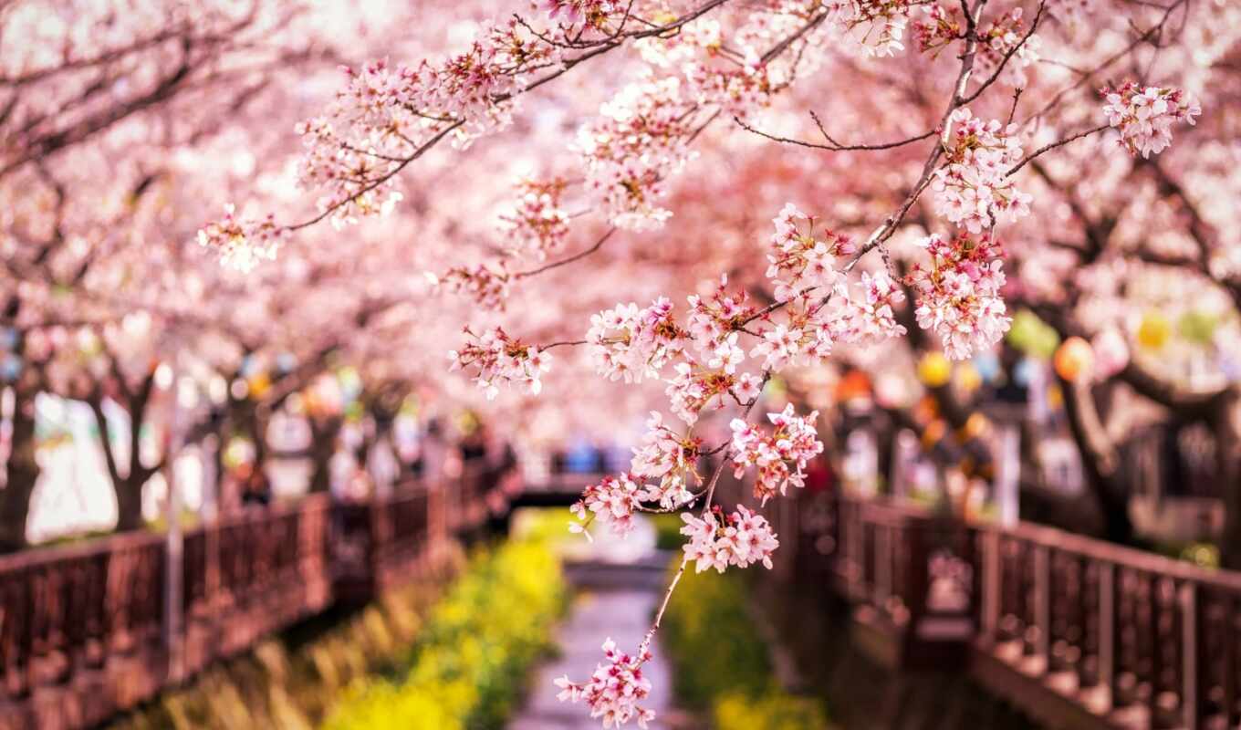 Sakura, cherry, branch, spring, Japan
