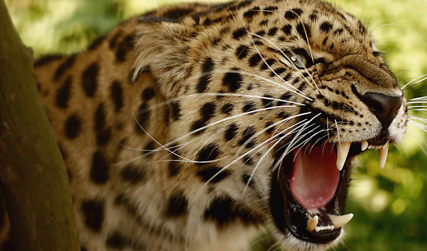кот, биг, леопард, animal, зуб, угроза