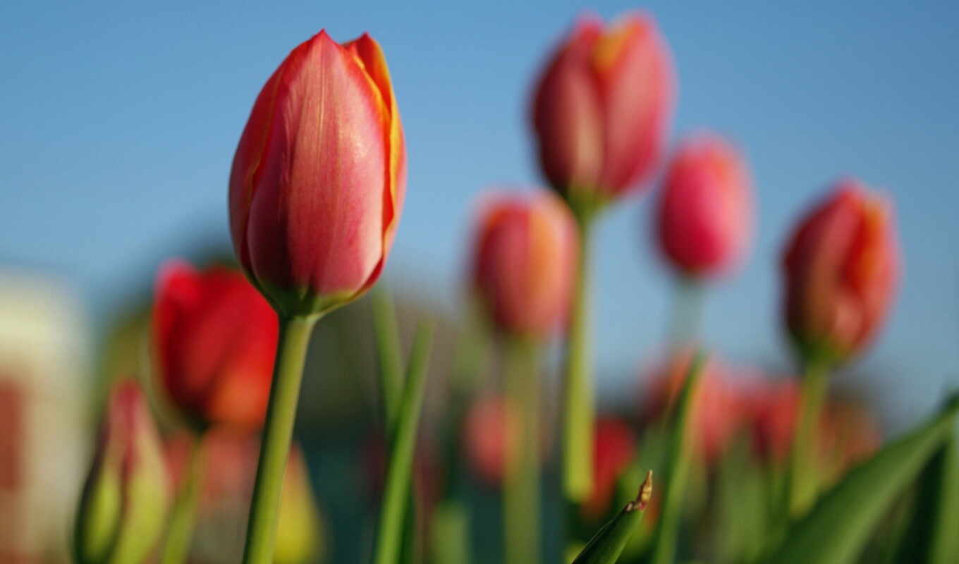 nature, flowers, picture, tulips