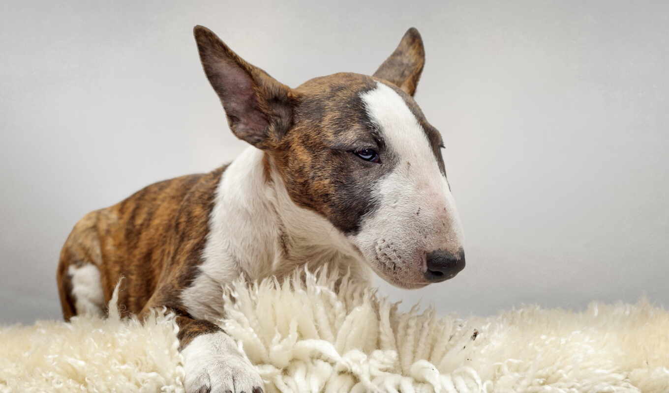 picture, dog, puppy, friend, bull terrier, bull, staffordshire