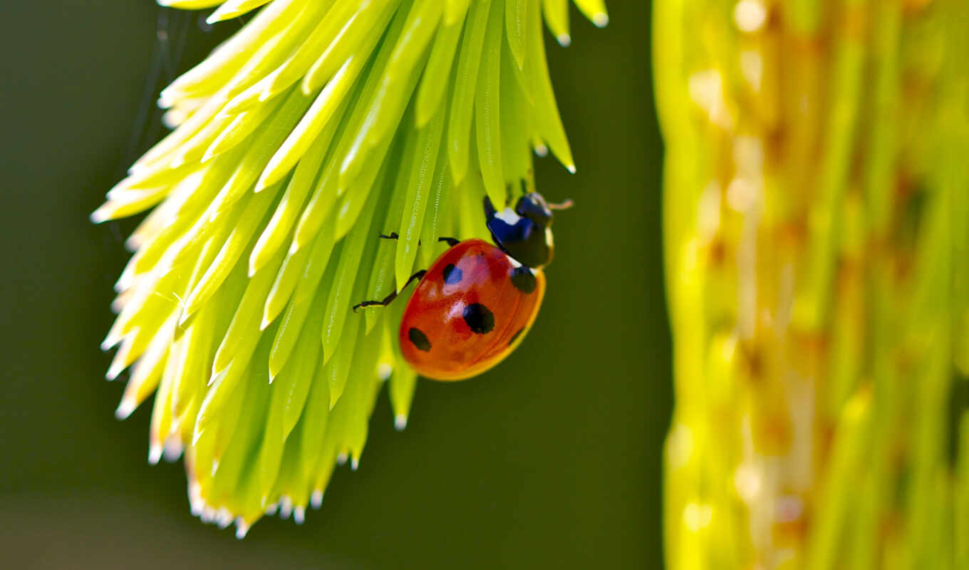 website, photos, screen, fond, fund, hebus, pet, insects, ladybug