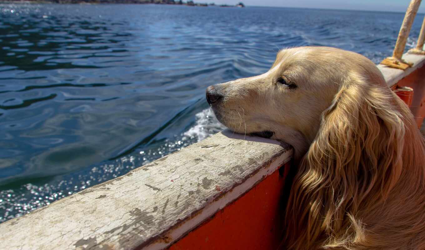 фото, хороший, собака, лодка, positive, şəkillər, спание, narrow