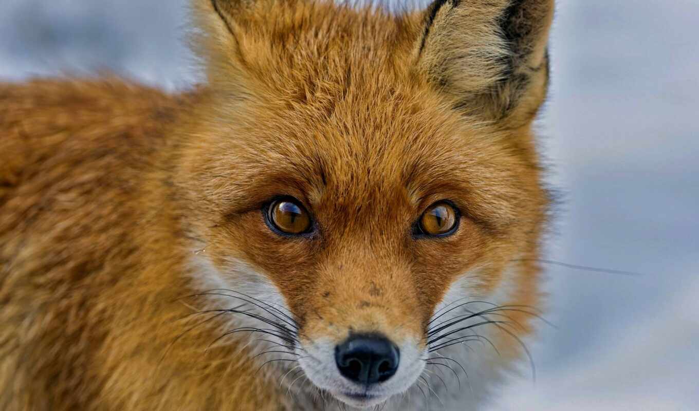 fox, muzzle, funart