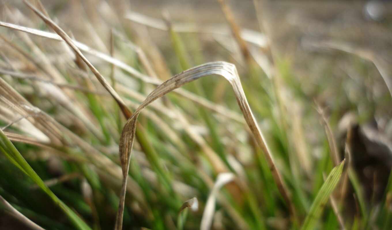 grass, spring, half, boy, dry, tart, emotion, panel, grasszelen, Secamacria, trawlerrt