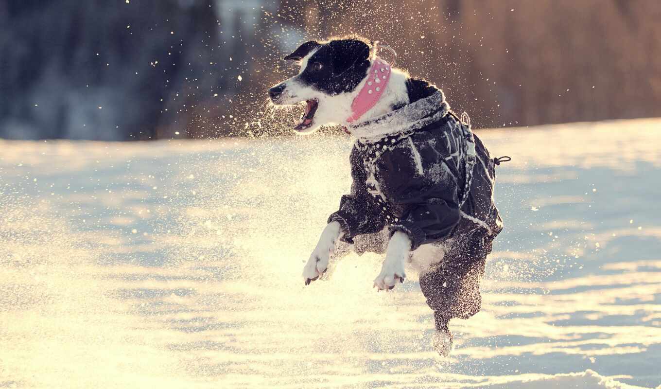 photo, snow, walk, dog, jump