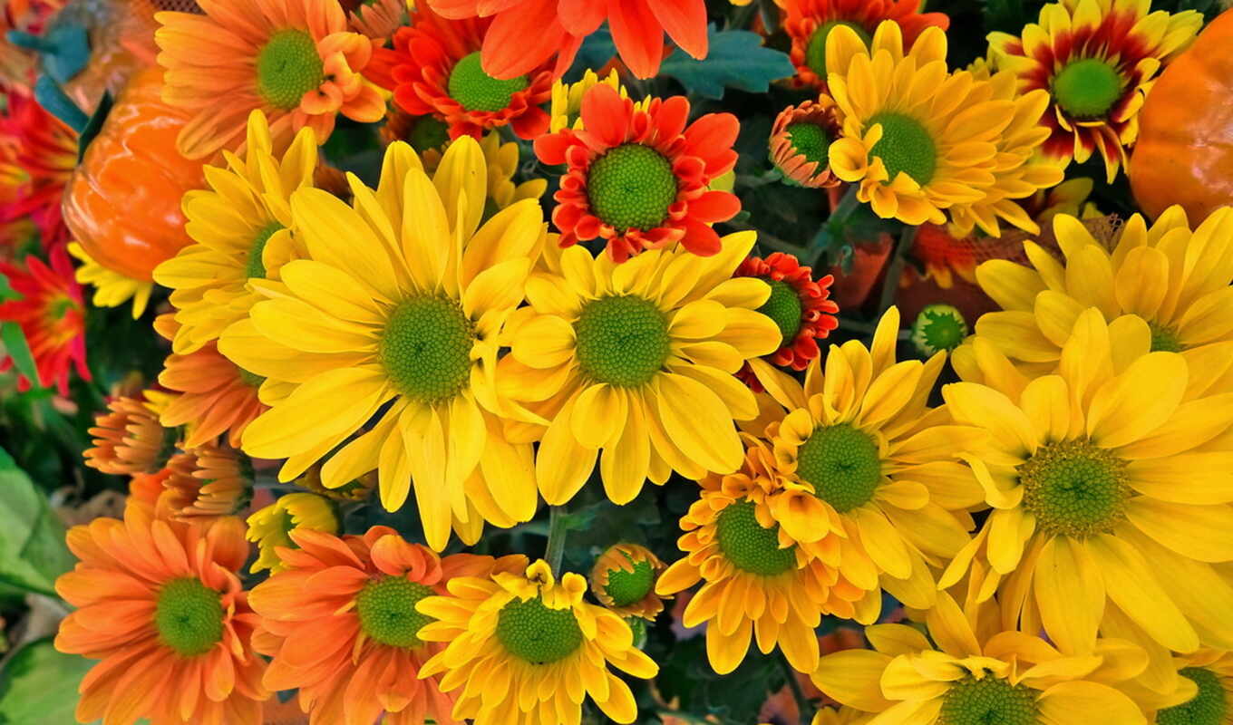 flowers, orange, yellow, chrysanthemum