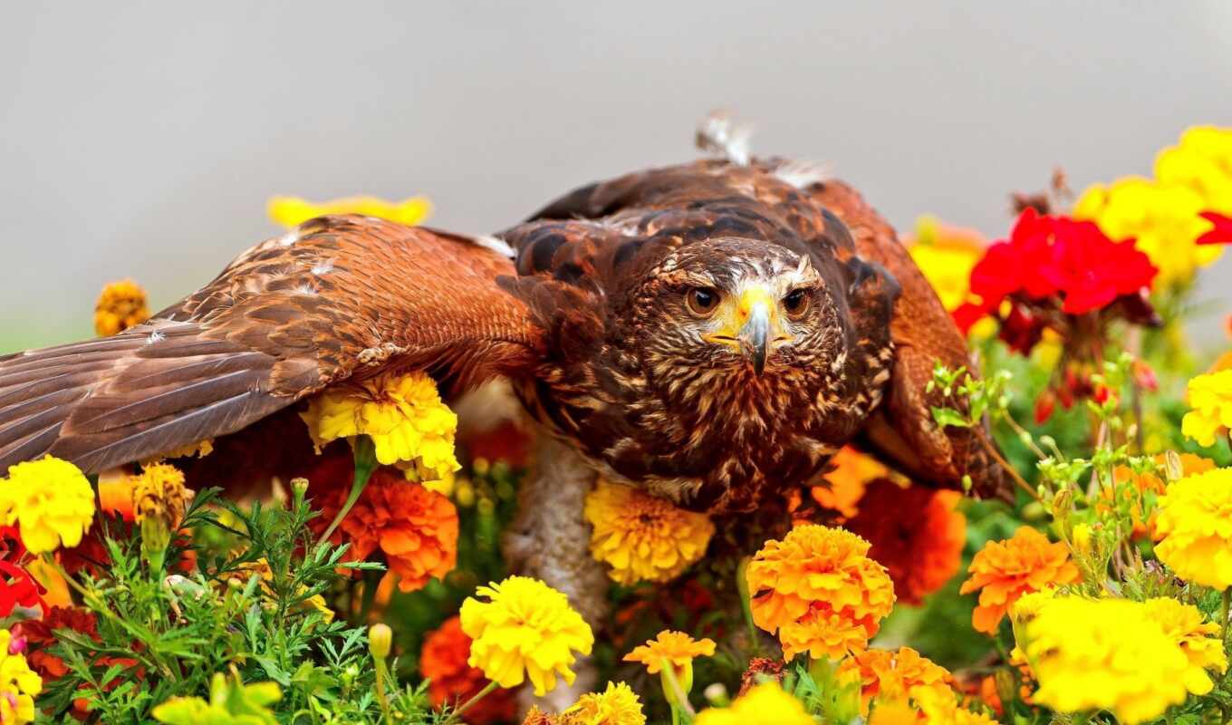 flowers, predator, bird, orlan, animal, barhat