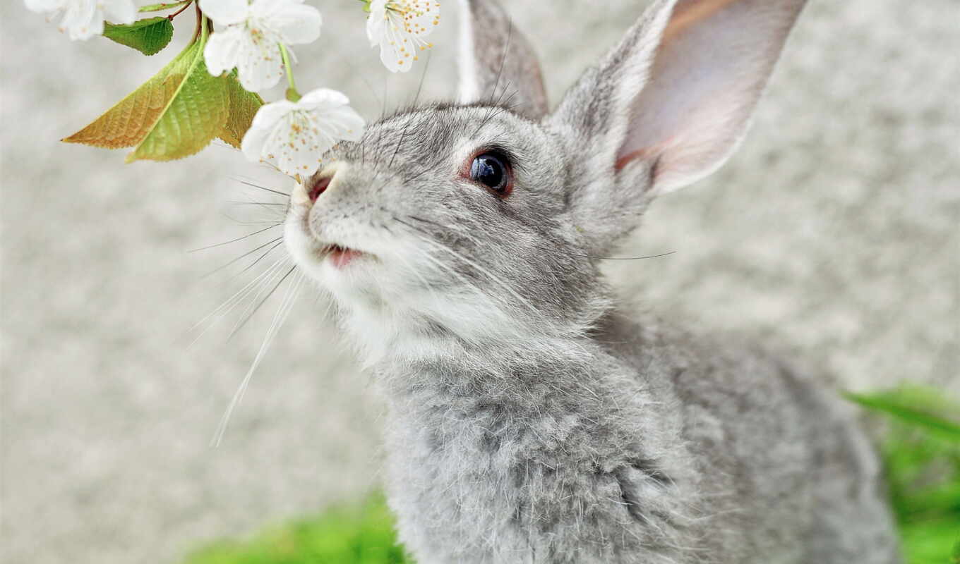 цветы, девушка, картинка, кролик, ус, животные, уши, кролики
