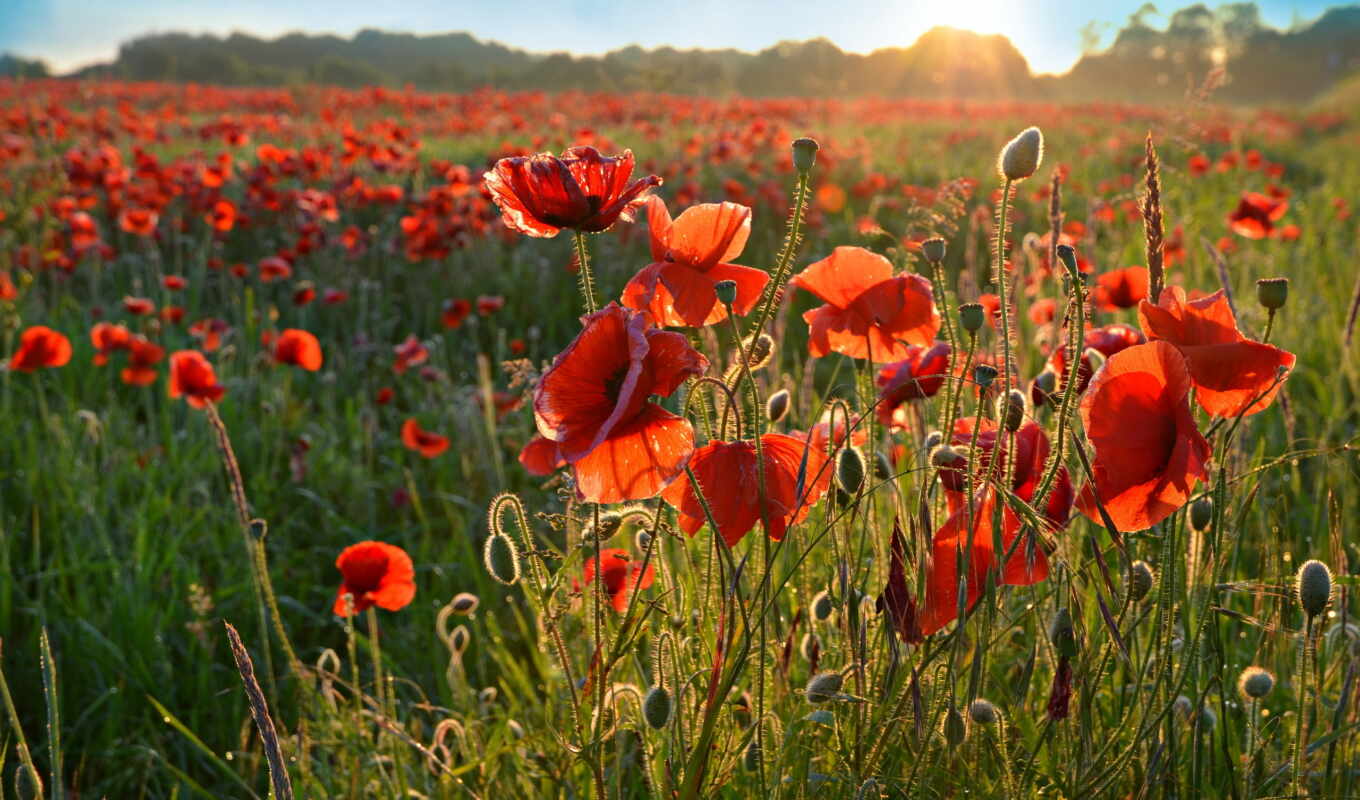 background, field, image, screen, morning, Desk, flores, favorites, poppies, papaver