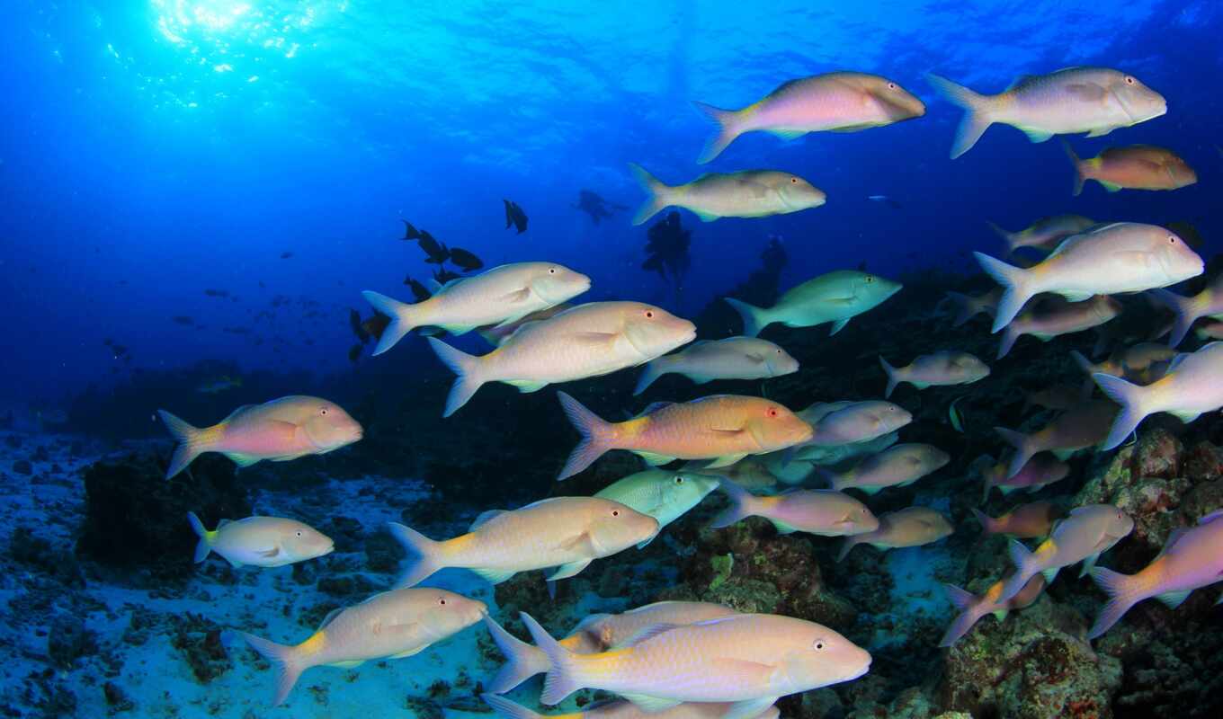 animal, fish, underwater, coral, tenger, hal, mega, halaka