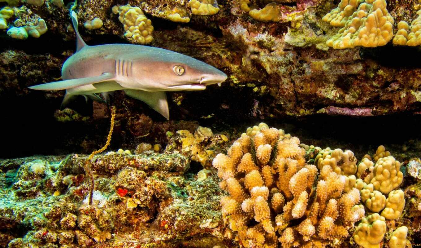caribbean, animal, reef, shark, discover, wikipediacarcharhinus, fishesmir