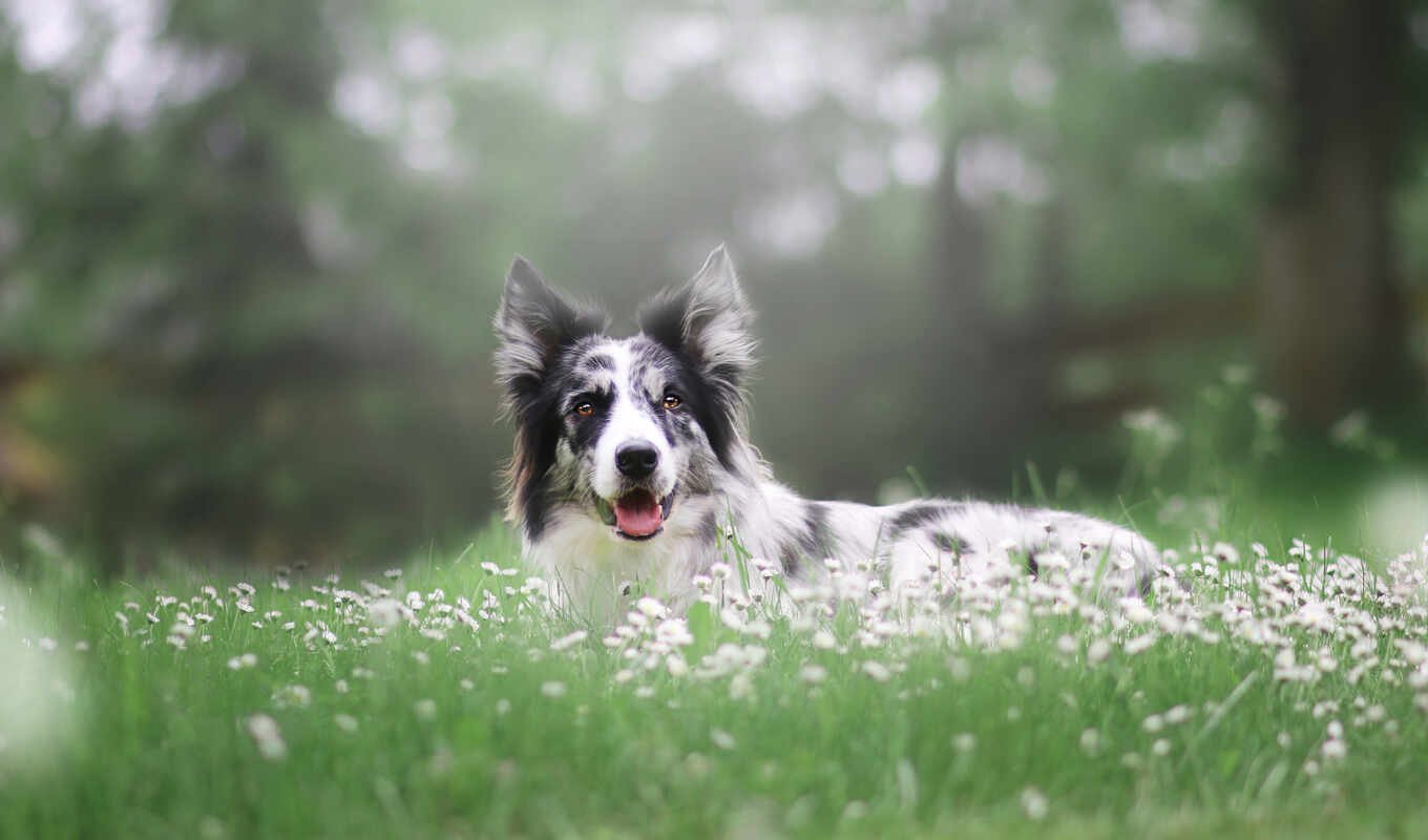 flowers, dog, breed, lawn, border, chamomile, collie