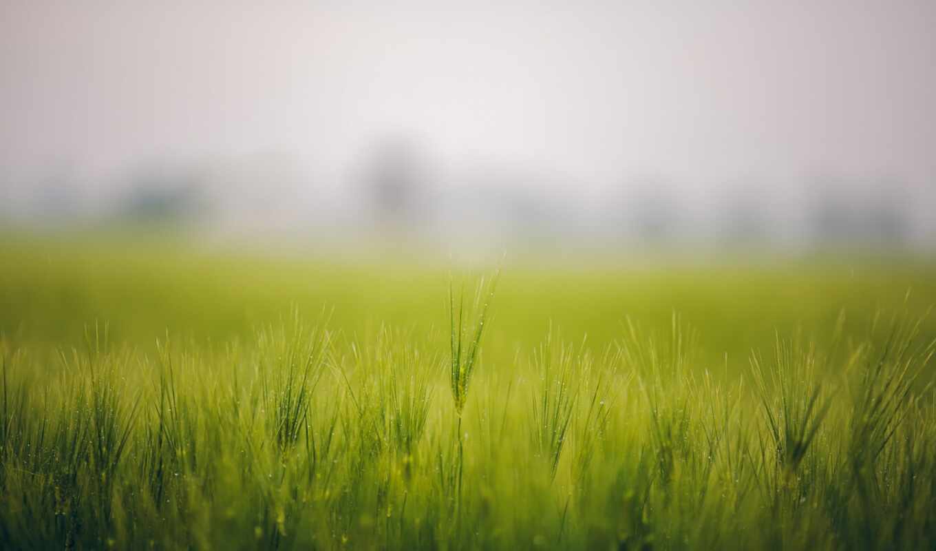 трава, туман, колосок