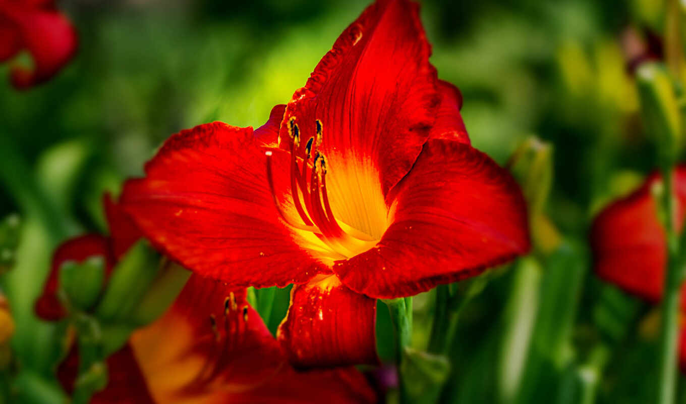 nature, flowers, red, lily, day