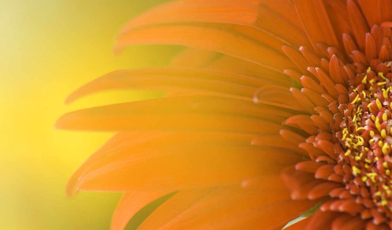 цветы, подсолнух, оранжевый