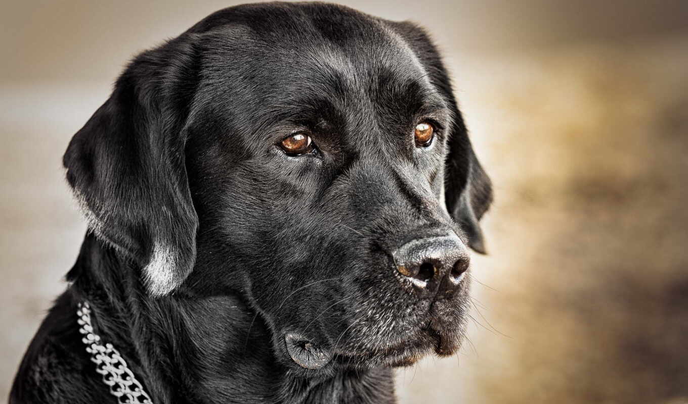 black, собака, labrador, retriever