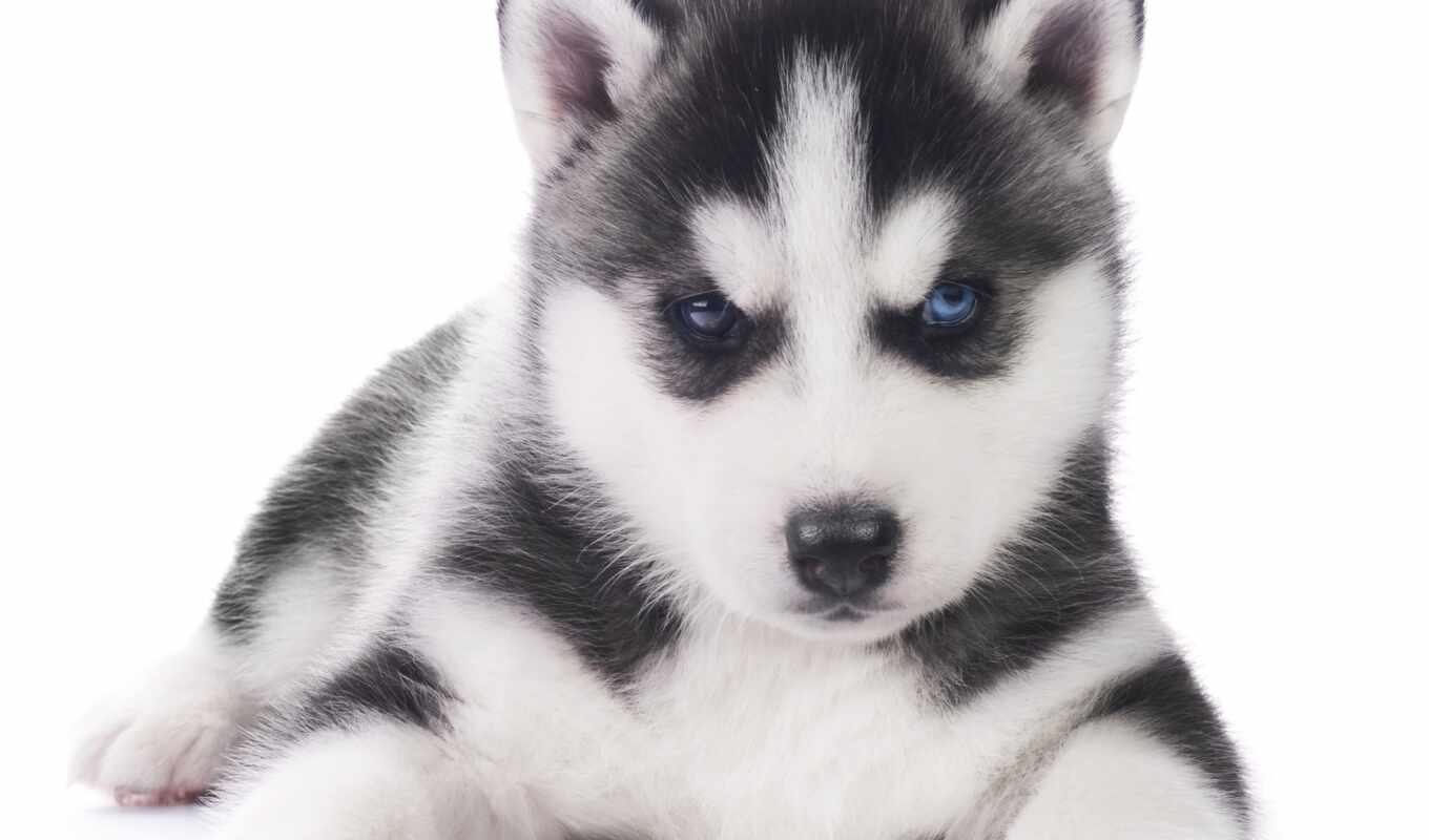 puppy, husky, husky