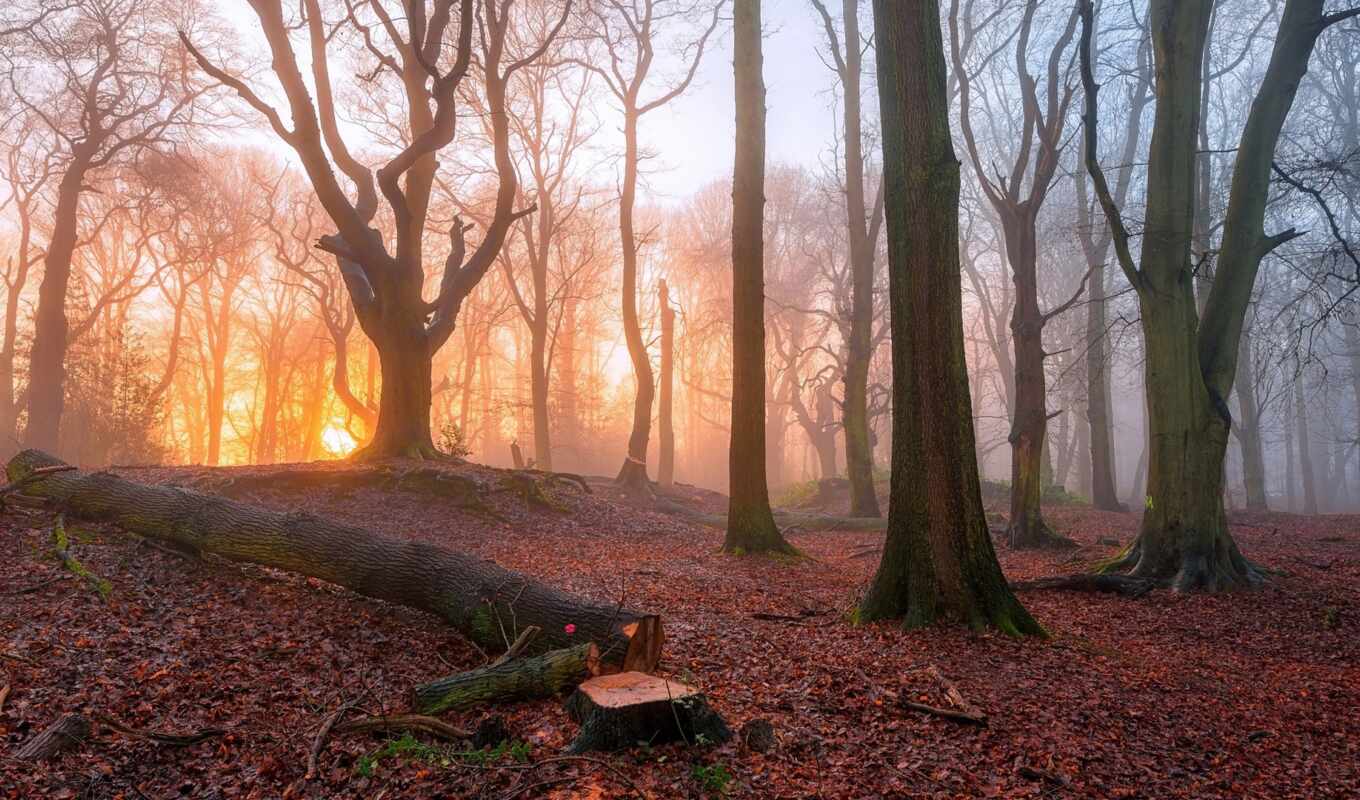 природа, картинка, рассвет, лес, утро, восход, trees, туман