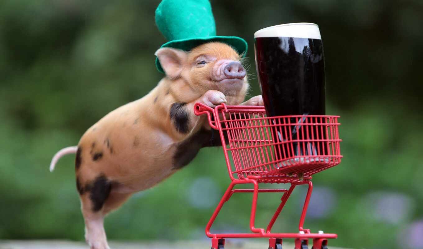 hat, cool, funny, the cart, beer, lead