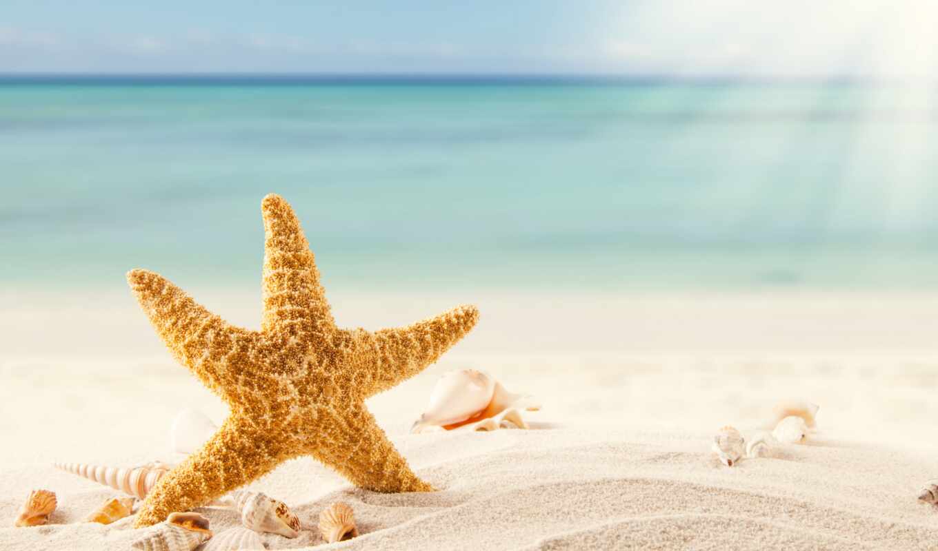 пляж, море, песок, морская, star, tropics, ракушки