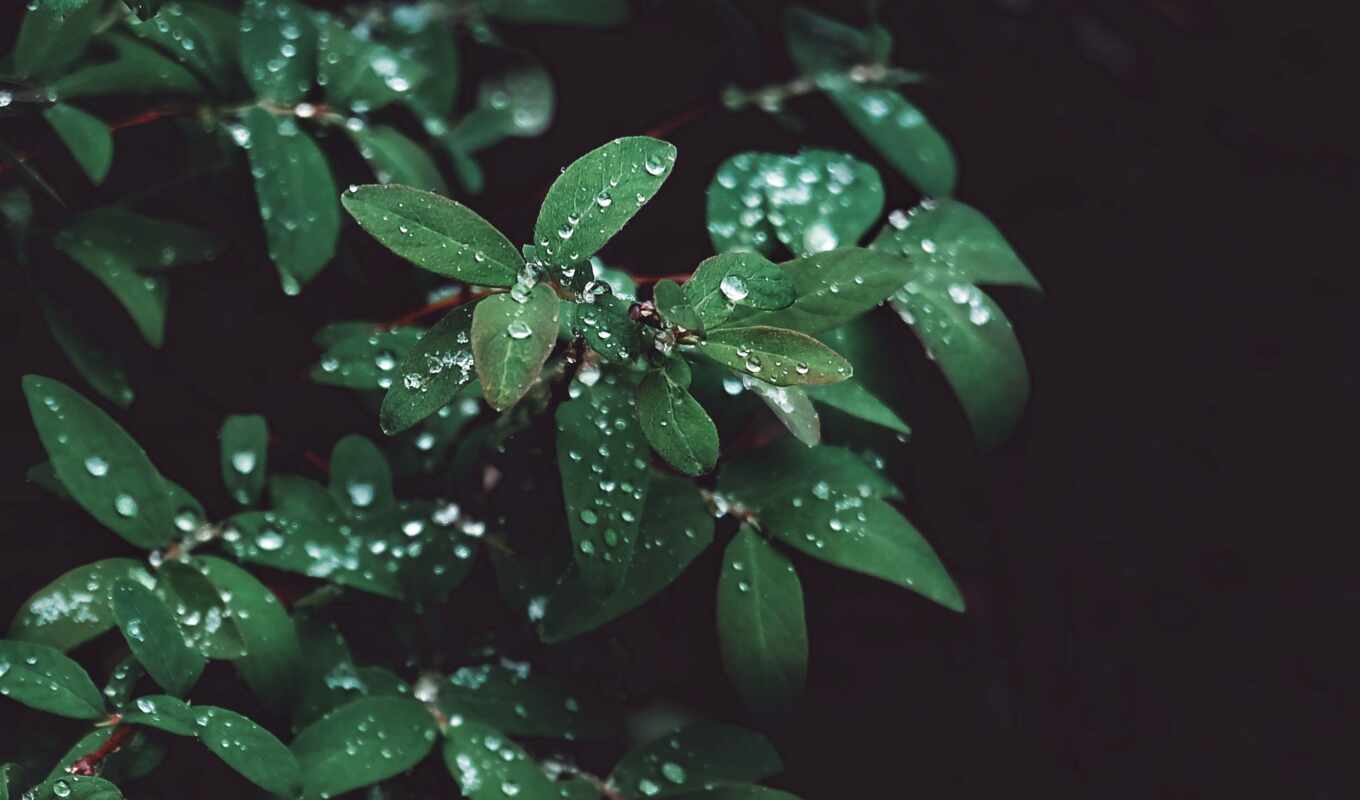 drop, растение, leaf, bush, drizzle