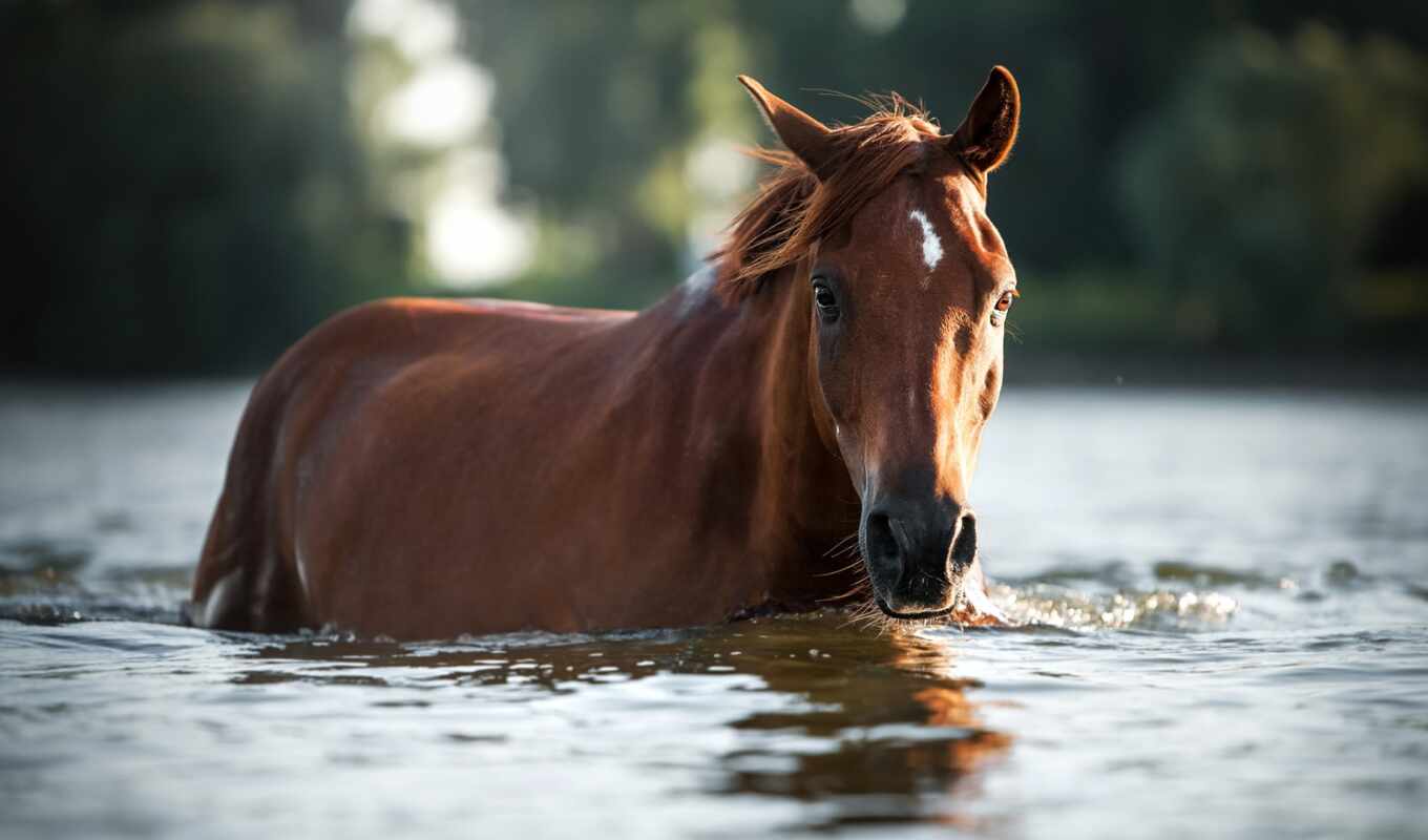 horse, sunset, water, brown, animal, river