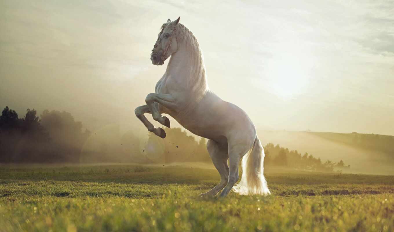 лошадь, stallion, white