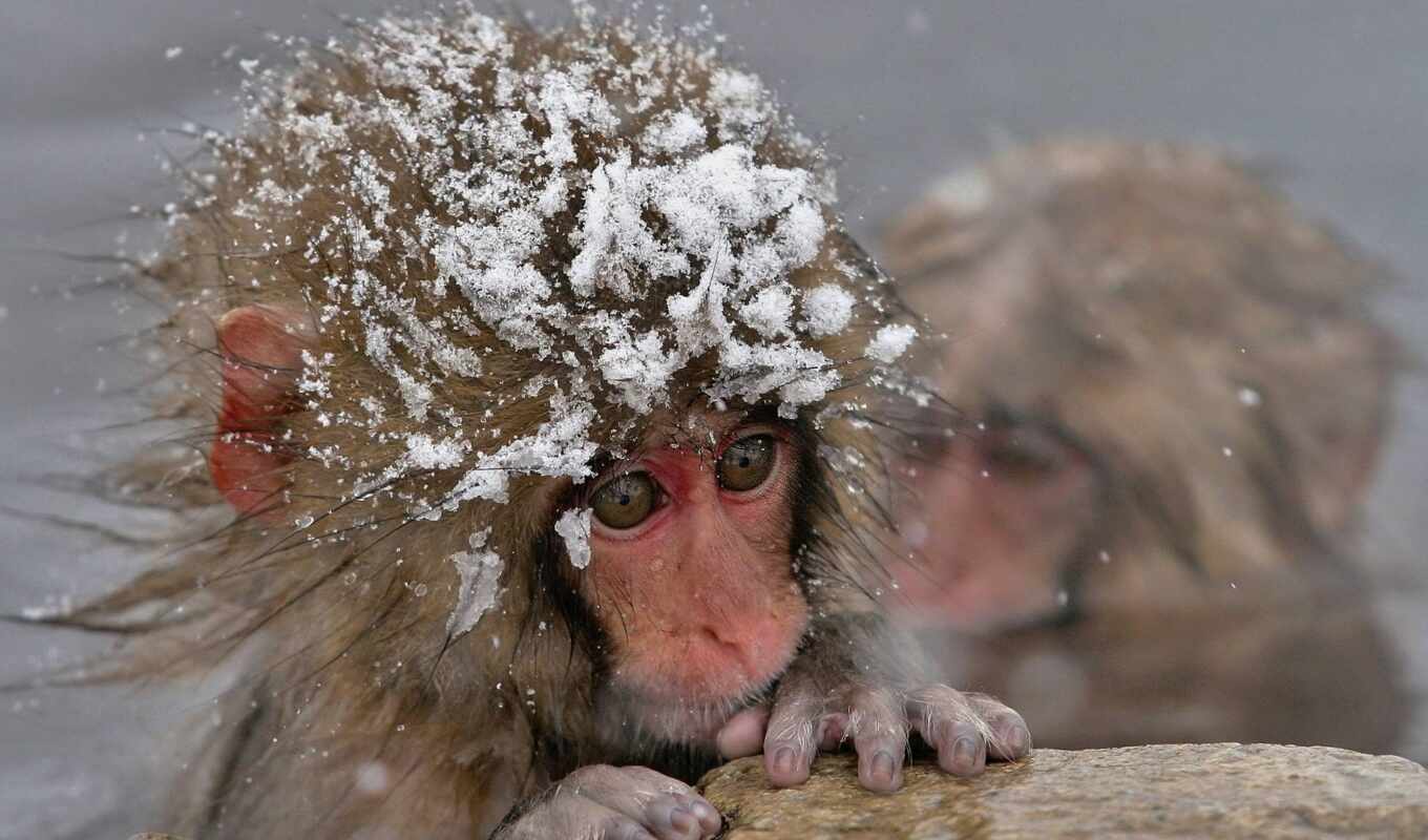 water, snow, a monkey