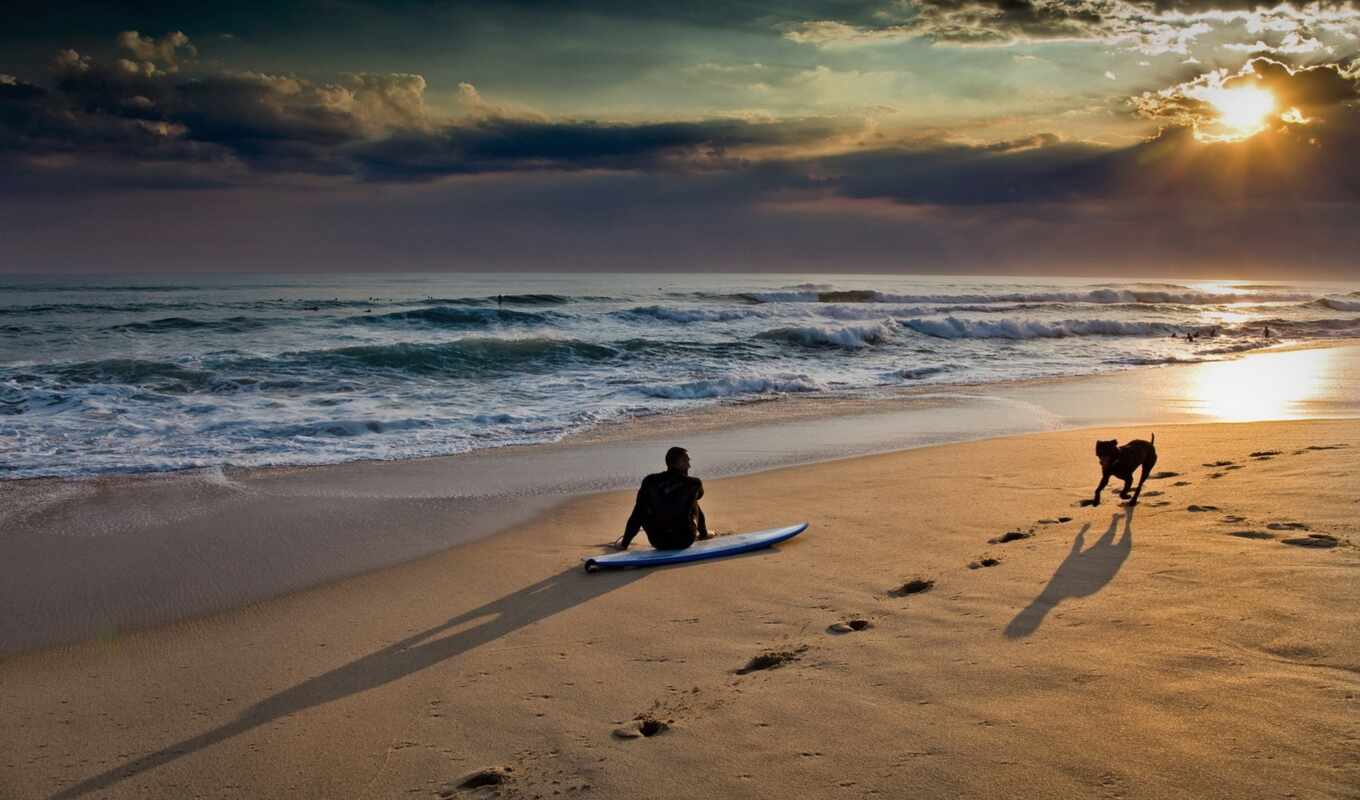 sky, background, sunset, beach, dog, wave, surfing