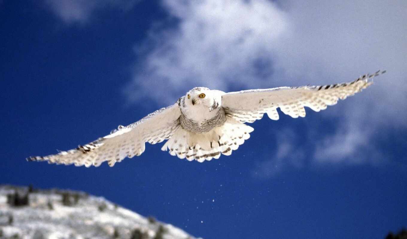 white, owl, screensavers, of the, different, flying, polar, birds