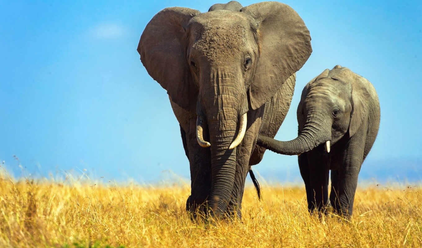 природа, слоны, слон, саванна, телефона, african, zhivotnye