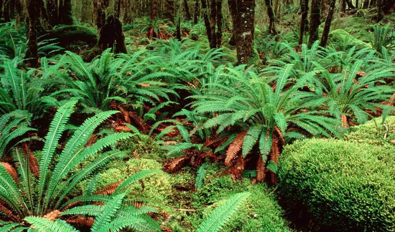 forest, beauty, write, January, plant, rastene