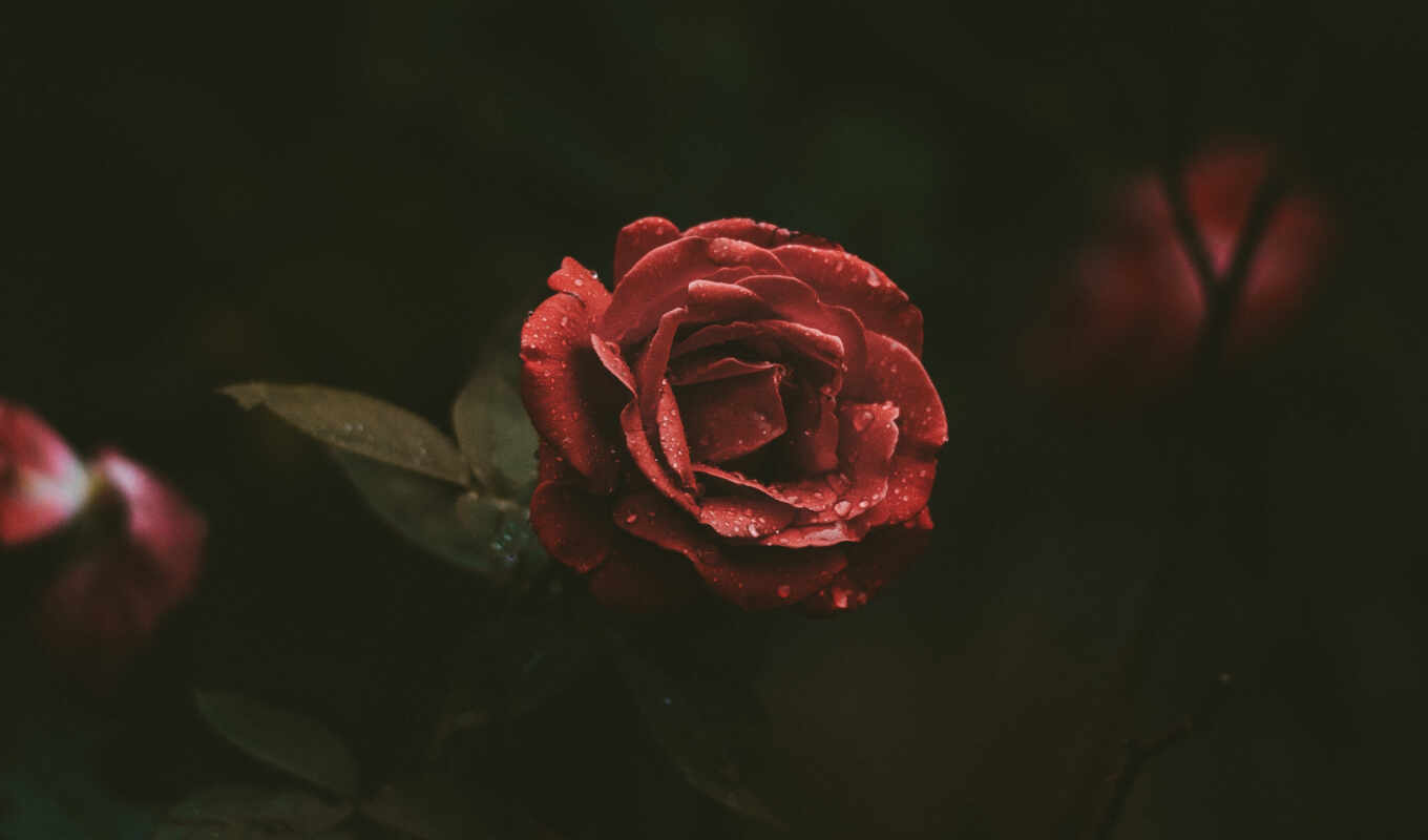 flowers, rose, drop, ipad, background, black, air, red, mini, pink, bud